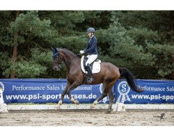 dressage horse Siegertyp VEC (Danish Warmblood, 2015, from Sezuan)