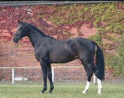 stallion Bon Charmeur (Hanoverian, 2012, from Belissimo NRW)