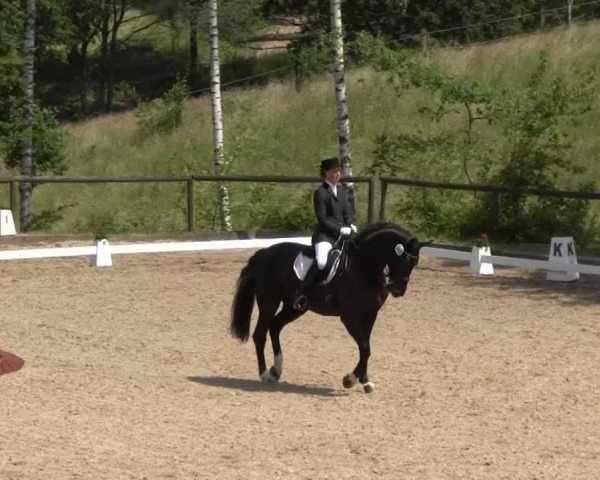 dressage horse Der Panther (Oldenburg, 2001, from De Niro)