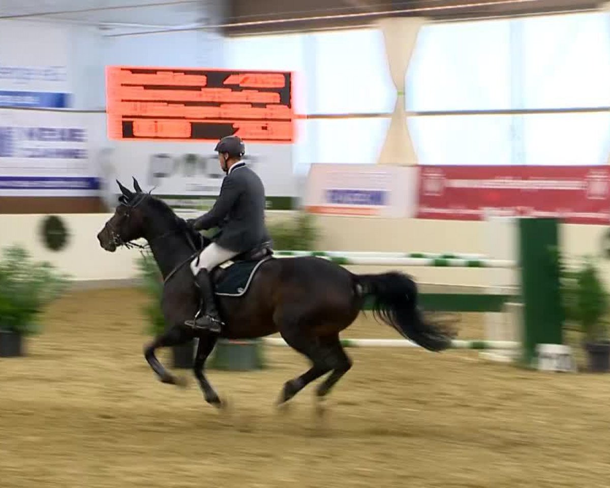 Zuchtstute Quenntina (Oldenburger, 2006, von Quidam's Rubin)
