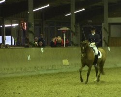 dressage horse Lichtblick 36 (Hanoverian, 2003, from Londonderry)