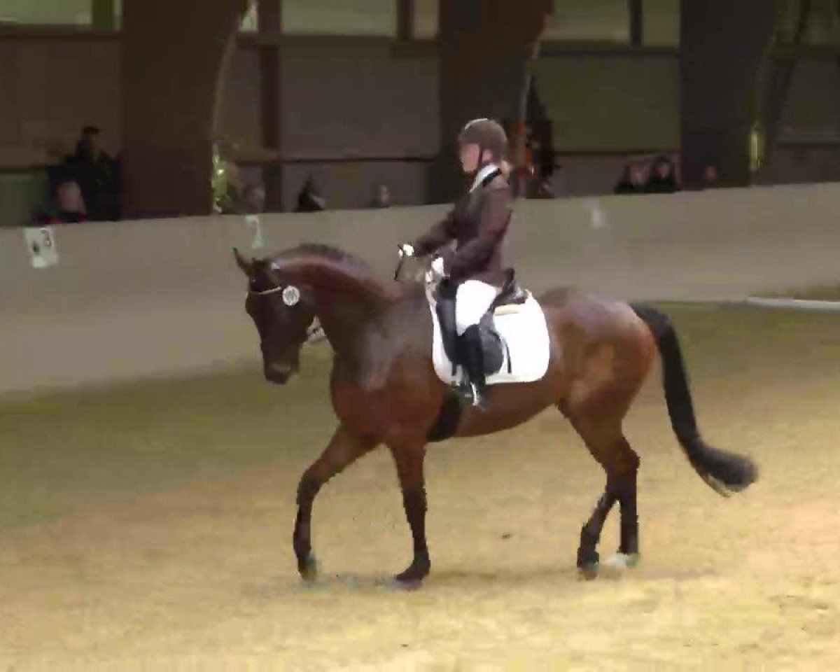dressage horse Ludwig 184 (Trakehner, 2004, from Königsmarck)