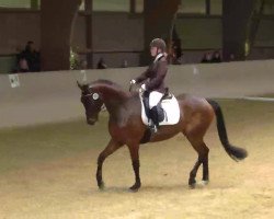 dressage horse Ludwig 184 (Trakehner, 2004, from Königsmarck)