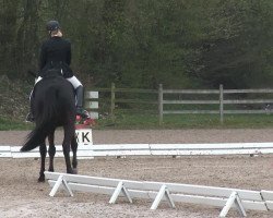 dressage horse Luxus 78 (Trakehner, 2005, from Hibiskus)