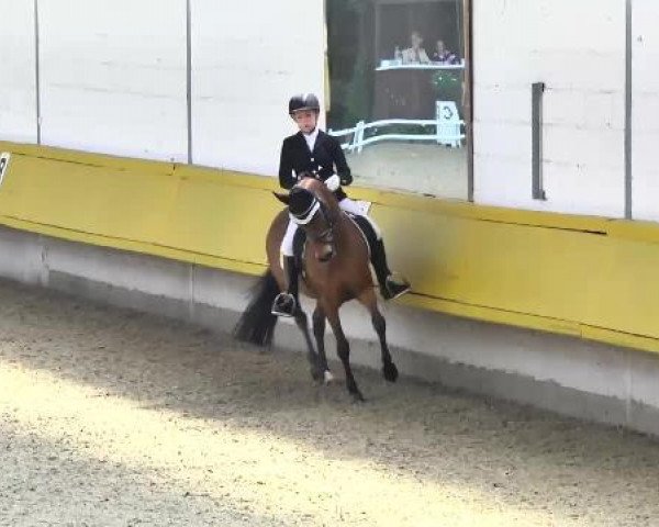 broodmare Cheri (German Riding Pony, 2003, from FS Cocky Dundee)