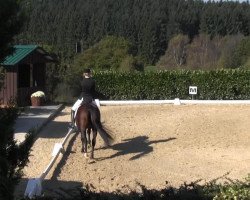 dressage horse Power (German Riding Pony, 2004, from Pernod)