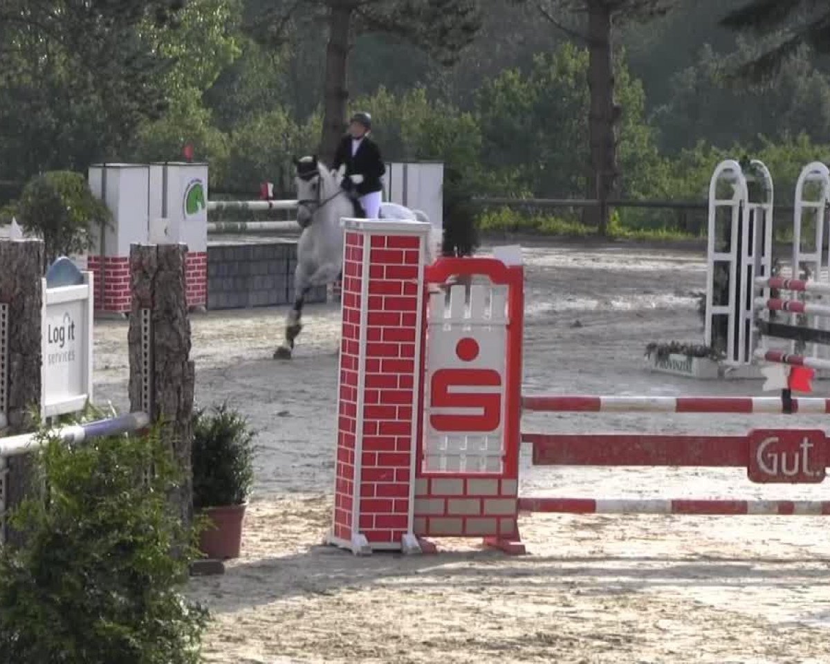 Springpferd Condeur (Holsteiner, 2003, von Cassini II)