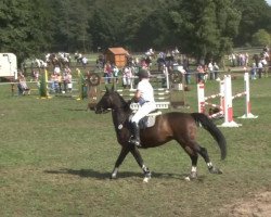 jumper Bailando 16 (Oldenburg, 1998, from Boitano)