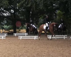 dressage horse Westermann 2 (Hanoverian, 2004, from Weltmeyer)