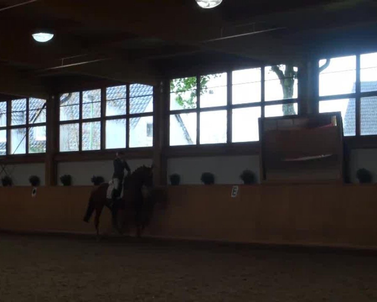 dressage horse Wimpy 18 (Hanoverian, 2005, from Worldly I)