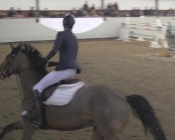 jumper Conteros (Hanoverian, 2003, from Contendro I)