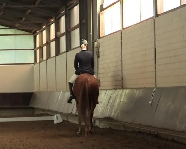 dressage horse Helio 3 (Rhinelander, 2005, from His Highness)