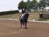 dressage horse Scarlett 515 (Oldenburg, 2004, from Sandro Hit)