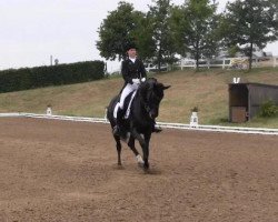 dressage horse Scarlett 515 (Oldenburg, 2004, from Sandro Hit)