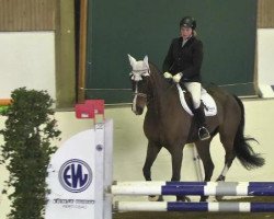 jumper Timbo 3 (KWPN (Royal Dutch Sporthorse), 2000, from No Limit)