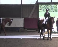 dressage horse Loving Lucy (Württemberger, 2005, from Loving Dancer)