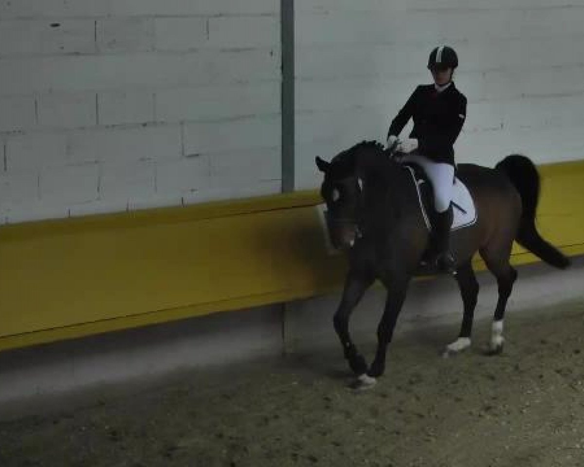 dressage horse Shooting Star 15 (Rhinelander, 2002, from Show Star)