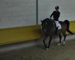 dressage horse Shooting Star 15 (Rhinelander, 2002, from Show Star)