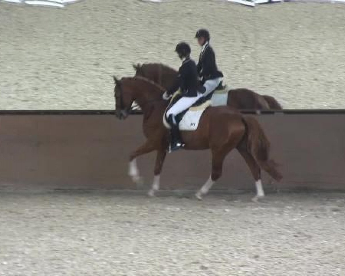 Deckhengst Referee (Hannoveraner, 2004, von Rotspon)