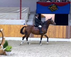 jumper Chabelita (Württemberger, 2001, from Corrado G)