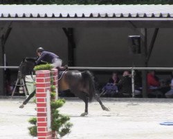 stallion Encanto Emilo W (Hanoverian, 2007, from Escudo I)