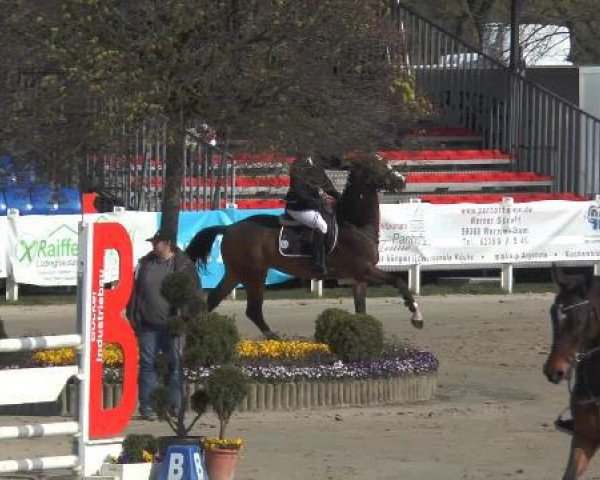 jumper Olympic Fire 7 (Royal Warmblood Studbook of the Netherlands (KWPN), 2009, from Marlon)