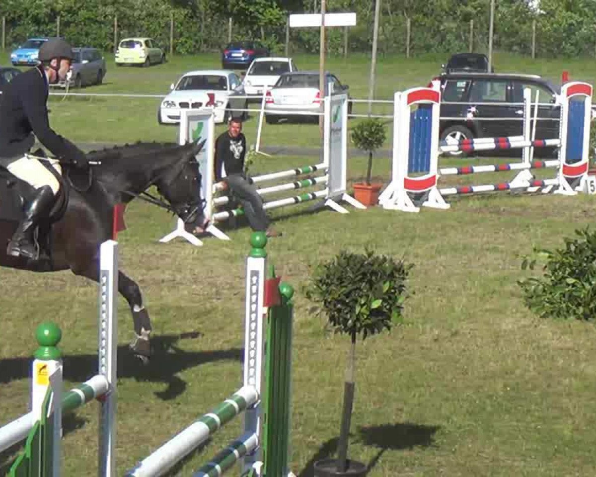 Springpferd The Cheyenne (Holsteiner, 2003, von Quantum)