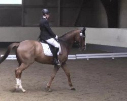 dressage horse Loriot 333 (Hanoverian, 2005, from Laurentio)