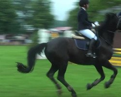 broodmare Chili Chocolate (German Sport Horse, 2004, from Corton)