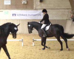 dressage horse Rosenstolz 67 (Bavarian, 2004, from Rosario 37)