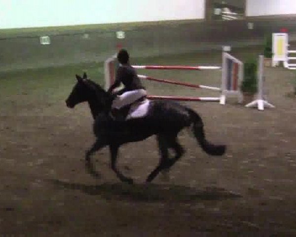 dressage horse Dark Dancer R (Oldenburg, 2002, from De Niro)