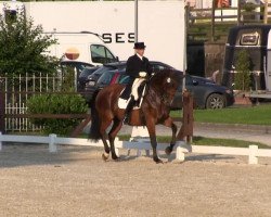 dressage horse Derrick 108 (Oldenburg, 2004, from Don Gregory)