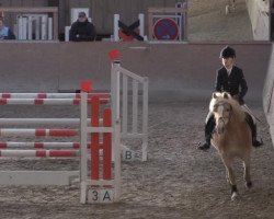 Springpferd Niklas 96 (Haflinger, 2000, von Nebeltanz)