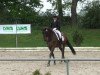 dressage horse Lord-Magique (Rhinelander, 2003, from Lord Loxley I)