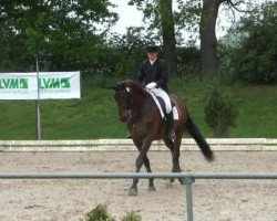 dressage horse Lord-Magique (Rhinelander, 2003, from Lord Loxley I)