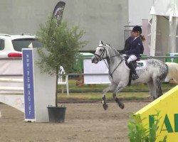 dressage horse Penelope 289 (German Riding Pony, 2004, from Potter)