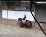 dressage horse Quid Pro Quo F (Westphalian, 2007, from Quinta Real)