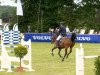 jumper Scaramouche 26 (Hanoverian, 2000, from Singular Joter)