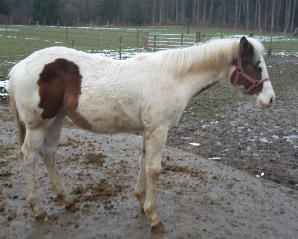 broodmare A Special Bella (Paint Horse, 2014, from A Special Zip)