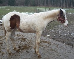 broodmare A Special Bella (Paint Horse, 2014, from A Special Zip)