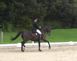 dressage horse Herzenswunsch 2 (Westphalian, 2005, from Hohenstein I)