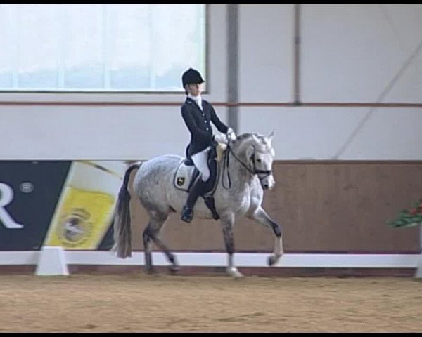 dressage horse Carlchen - P (German Riding Pony, 2003, from Constantin)