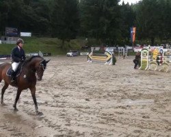 jumper Bajessa Estreja M (Hanoverian, 2006, from Balou du Rouet)