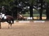 dressage horse Mister Lucky 5 (Westphalian, 2003, from Londonderry)