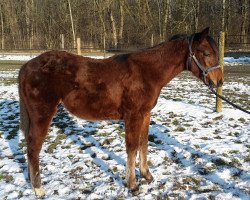 broodmare My Pretty Invitation (Paint Horse, 2014, from Only Invitational)