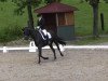 dressage horse Donrestan (Rhinelander, 2005, from Londonderry)