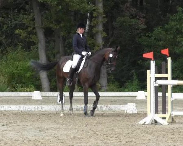 dressage horse Empire 179 (Westphalian, 2004, from Ehrentusch)