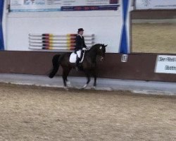 dressage horse Demi Moore G (Westfale, 1998, from De Niro)