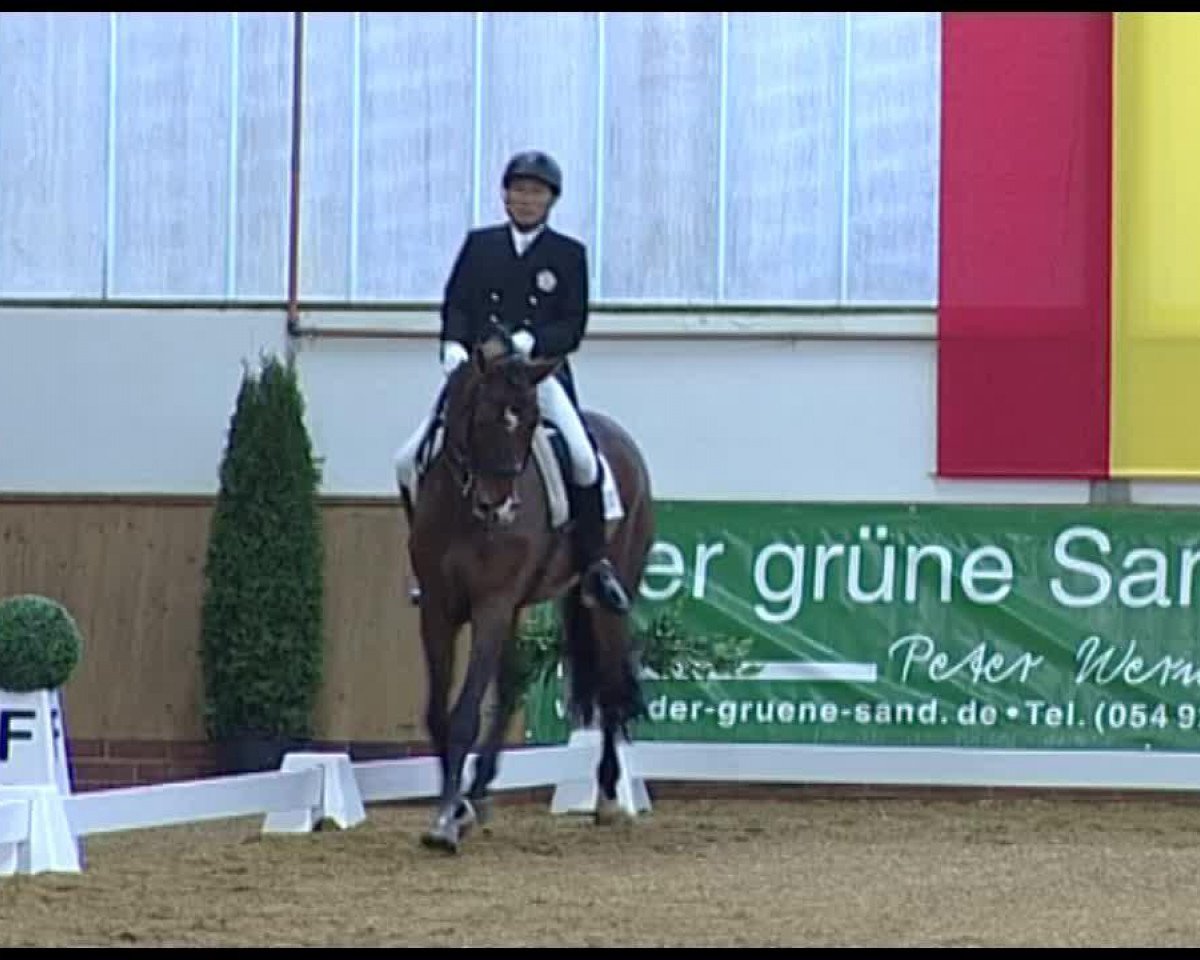 dressage horse Limited Edition (Rhinelander, 1999, from Lanciano)