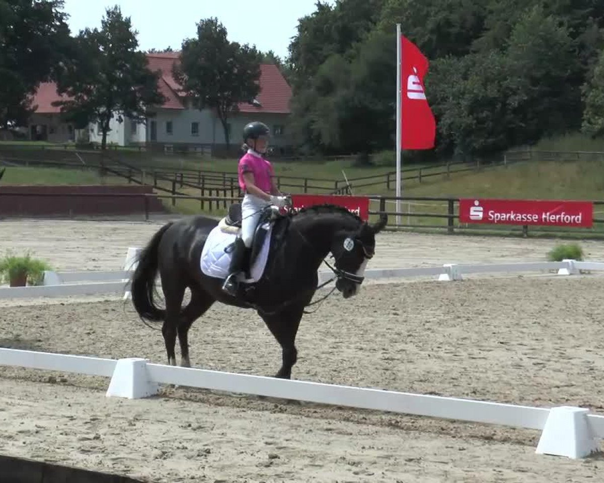broodmare Pipilotta (Westphalian, 1998, from Potsdam)